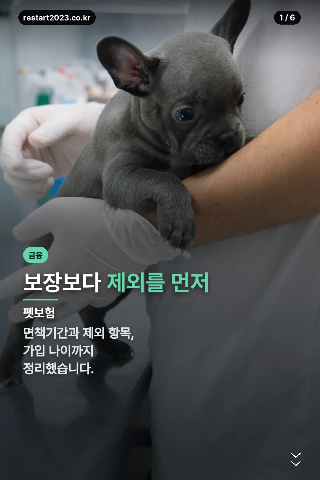 펫보험 표지